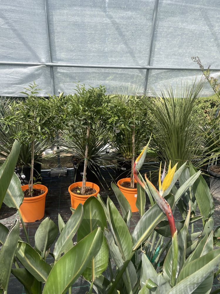 Agawy, strelitzia, alokazje, juki i inne