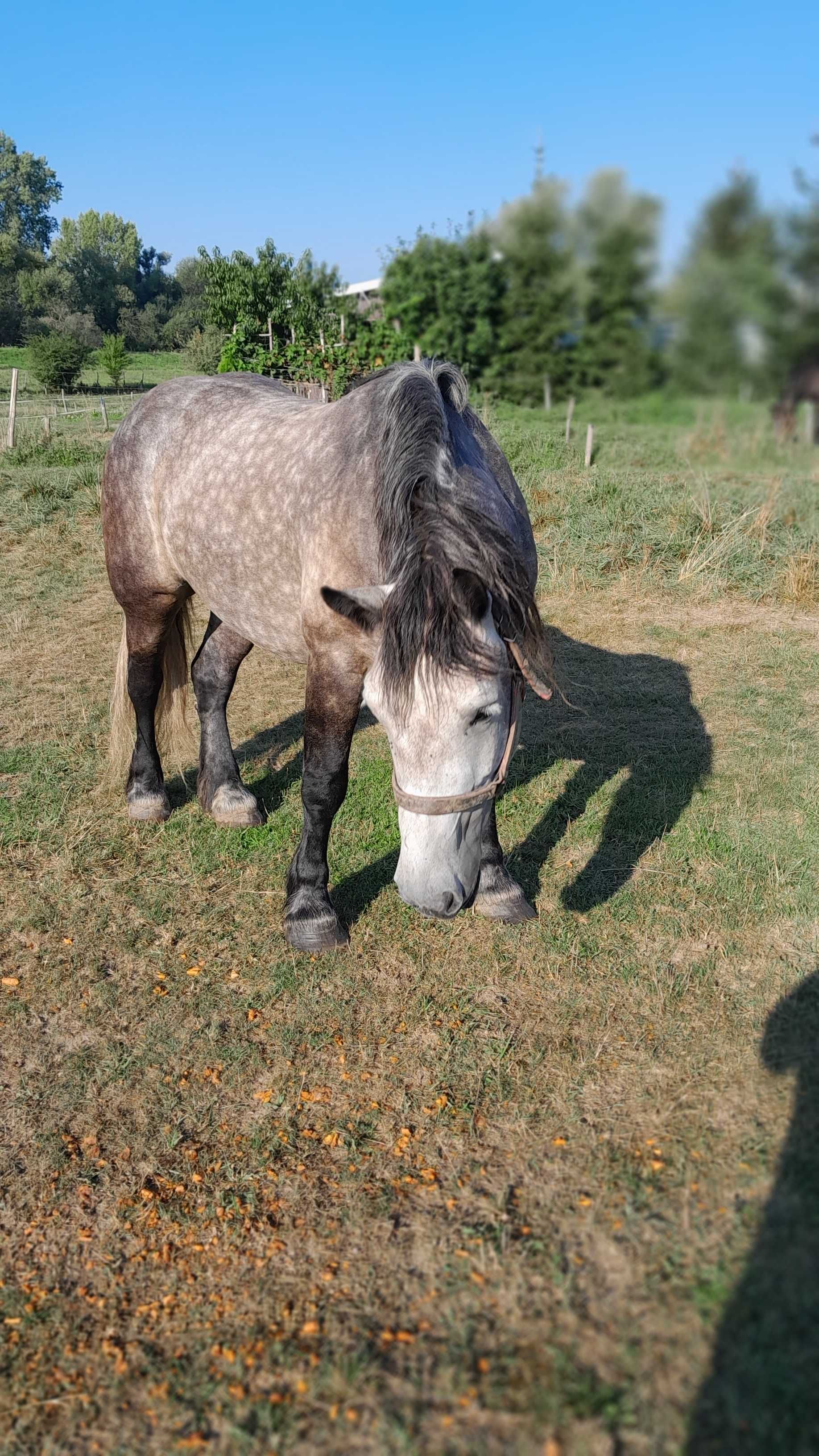 Szpaczka 3 letnia zimnokrwista, zażrebiona