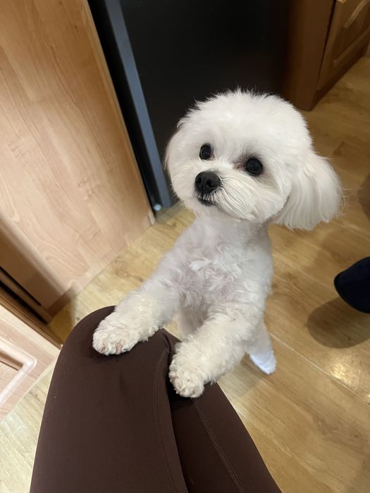 Мальтезе ищет невесту