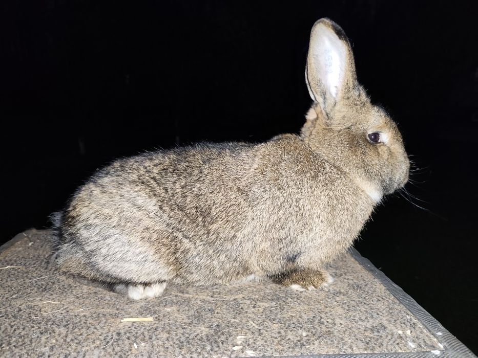 Wiedeński Szary Samiec