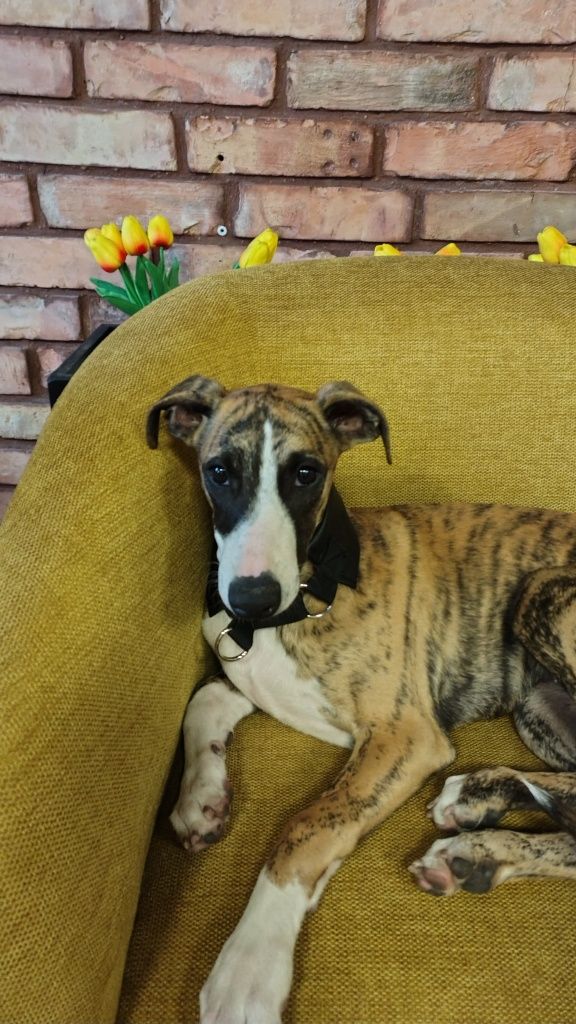 Chart angielski whippet FCI