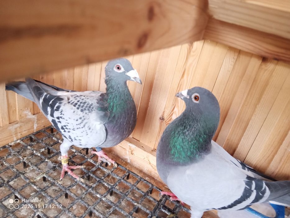 Sprzedam gołębie pocztowe zagraniczne Ro