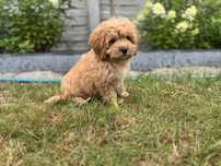 Cavapoo piekny piesek