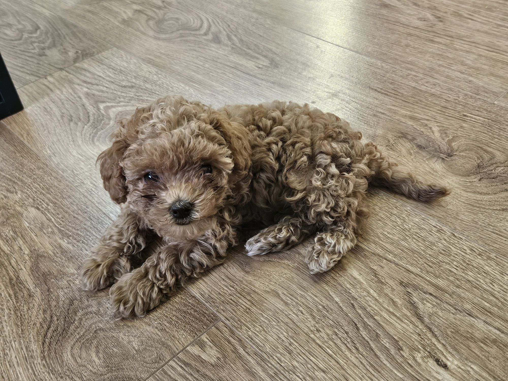 Maltipoo F1B - maltipoo x pudel toy, suczka