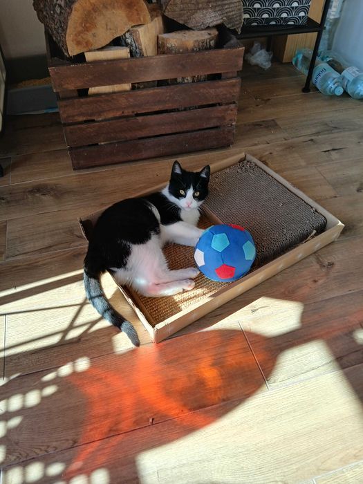 Gadający kocurek czeka na dom