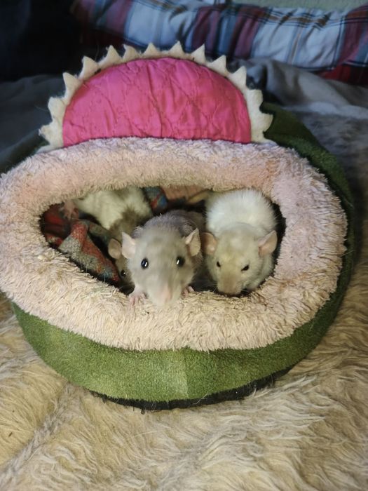 Хлопчики  крисятка рекси.