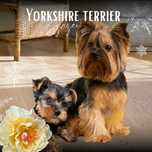 Yorkshire terrier