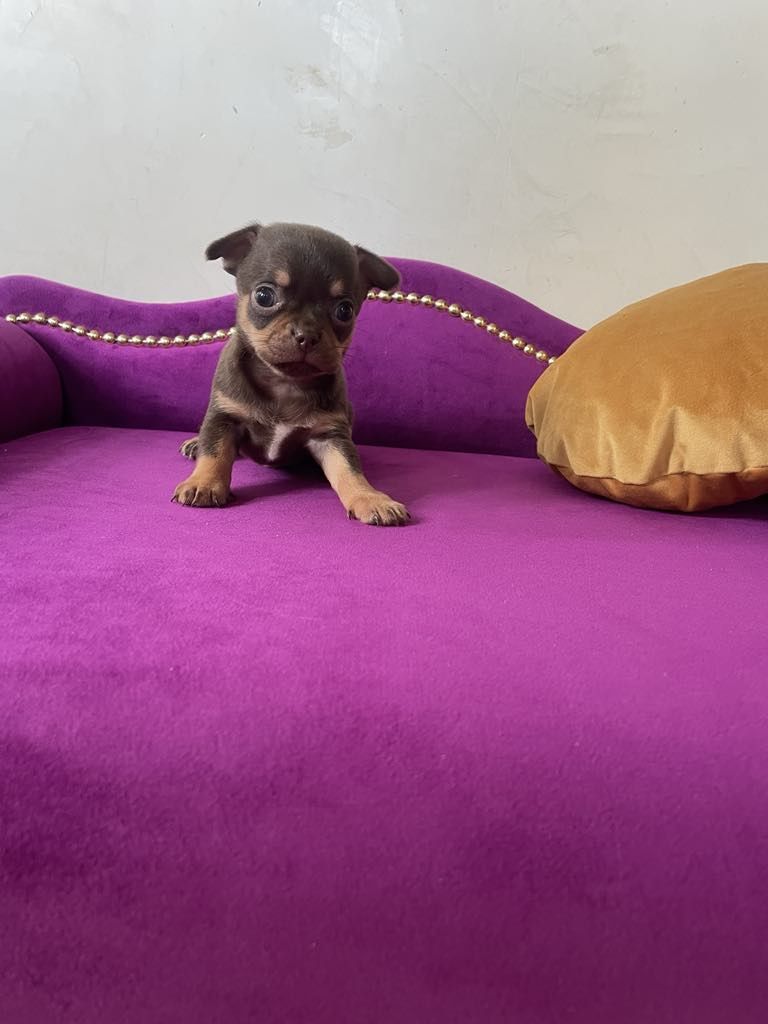 Chihuahua chłopczyk