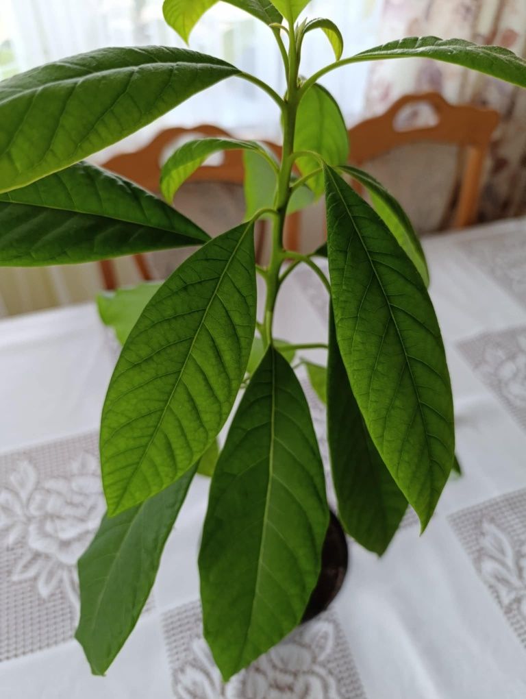 Sadzonka awokado