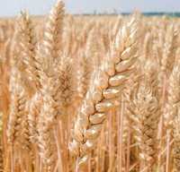 Посівна озима пшениця 2023 року врожаю, І-а репродукція