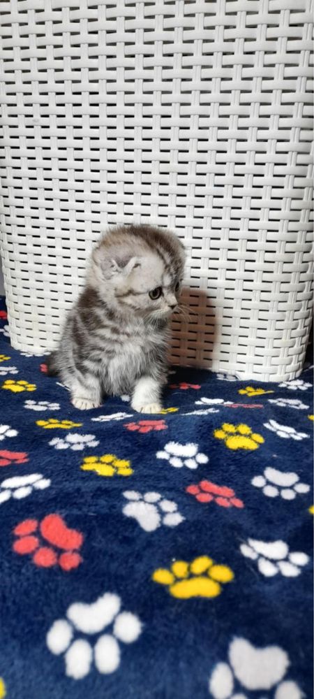 Kotek prostouchy marmurowy
