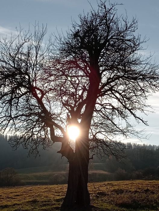 Wycinka drzew, usługi arborystyczne, rozdrabnianie gałęzi frezowanie i