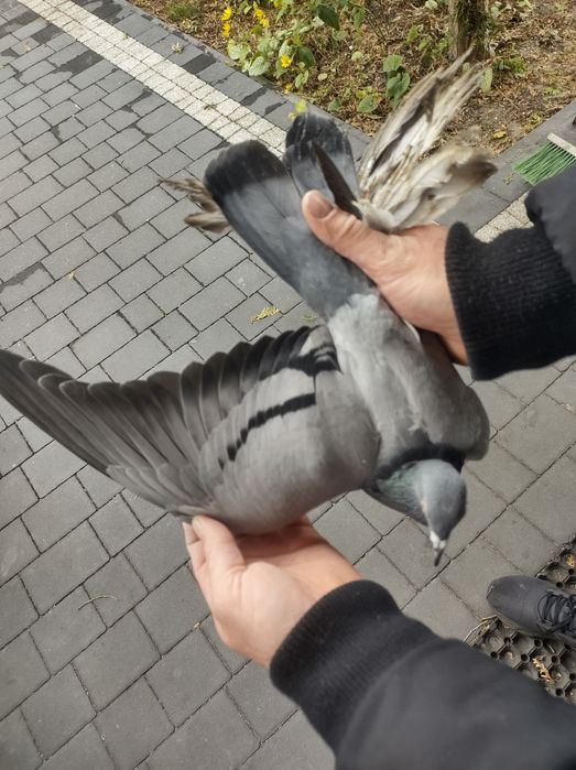 Bocian Warszawski samica Bociany Warszawskie siwa siwy grochowata