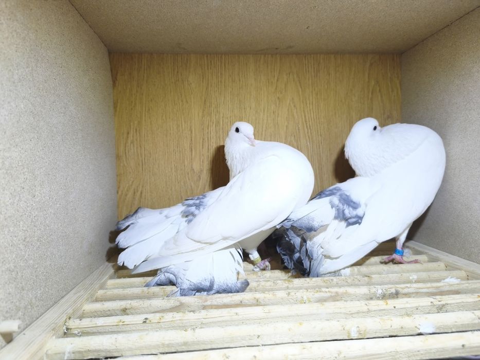 Gołębie pawiki lustrzane para