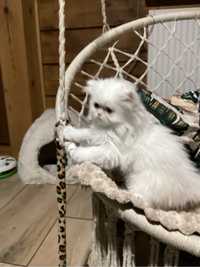 Koteczka pers  biała gotowa do odbioru