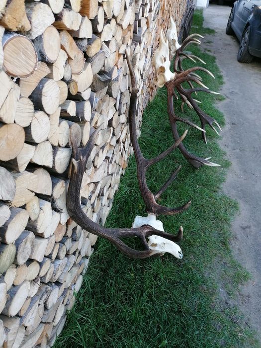 Poroże wieniec jelenia 12stak 6. 3kg
