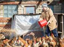 Продам КУРЕЙ несушки! Доставка безкоштовна!