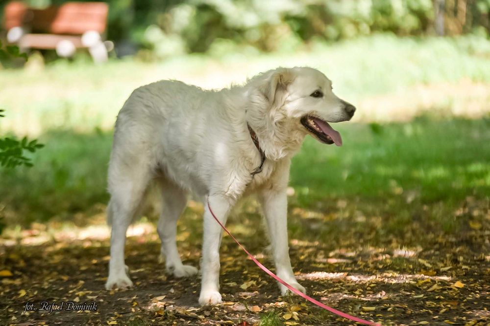 Lemon - piękny pies w typie owczarka podhalańskiego - szuka domu!