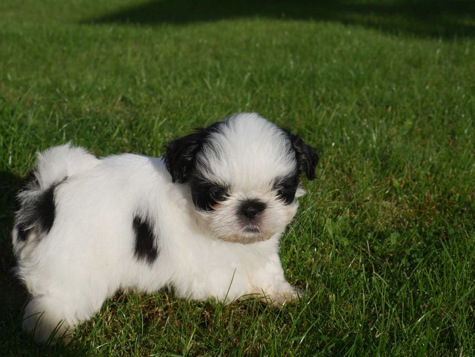 SHIH TZU - mini piesek II