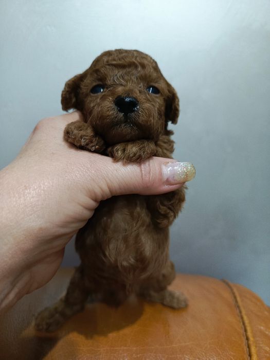 Неймовірно гарні малюки той пуделя.