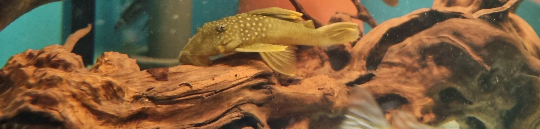 Zbrojnik L200 green phantom (Hemiancistrus subviridis) odłów f0