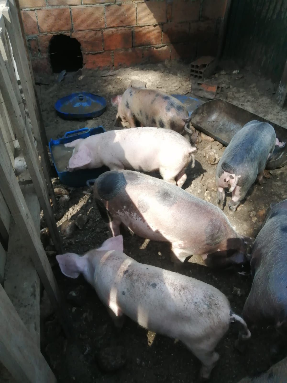 Leitões gordos novos fêmeas e machos