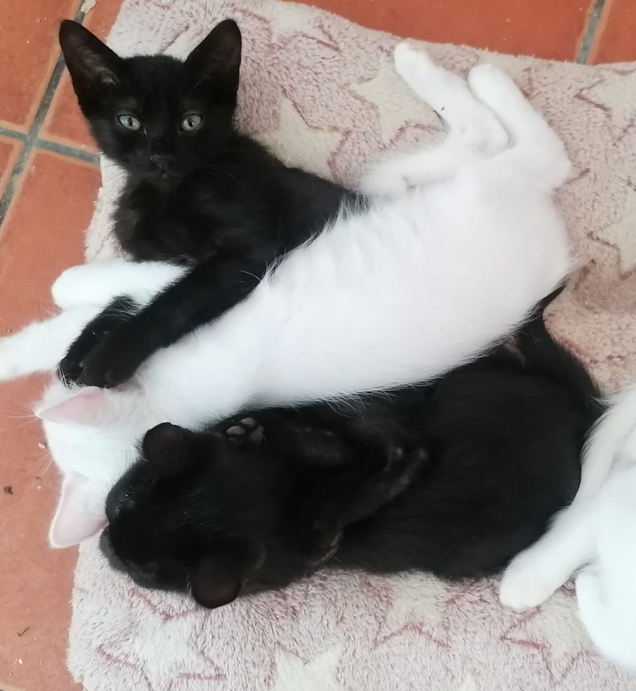 Gatinho bebé macho