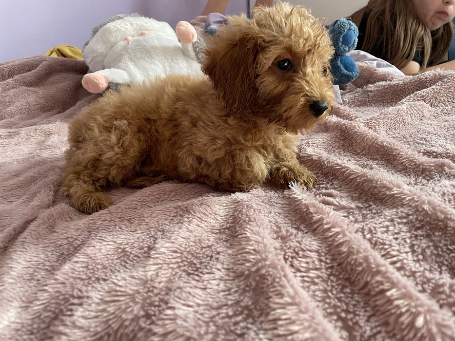 Sunia pudel miniaturowy badania genetyczne