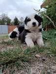 Border collie szczenię