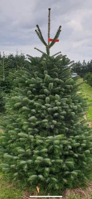 Jodla kaukaska Plantacja Choinek