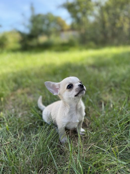 Chihuahua krótkowłosy