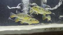 Cichla mirianae/tucunaré-fogo