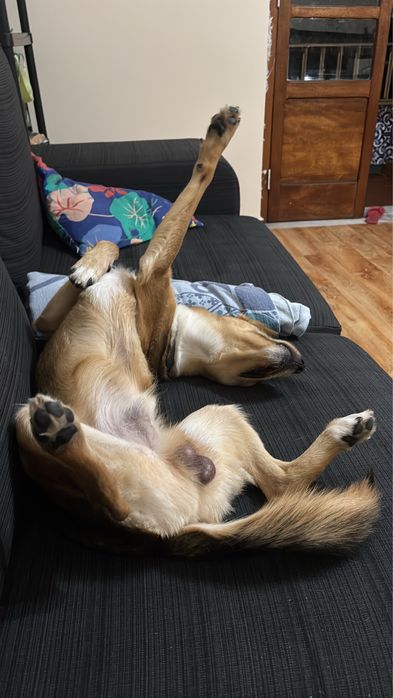 Cao de pequeno porte para adopçao - 9kg