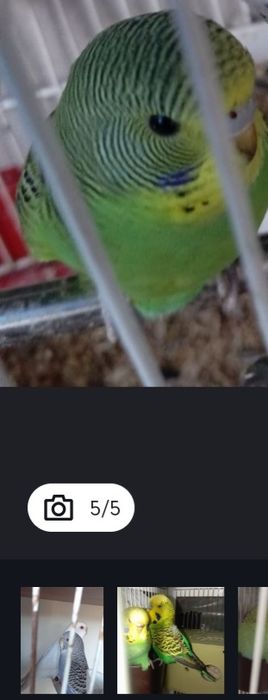 Vendo 2 casais e um macho sozinho ...