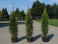 Tuja Szmaragd 50,60,70,80,90,100 cm! Sadzimy! Dostawa! Thuja Smaragd!
