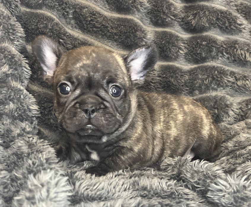 Buldog Francuski - pręgowana suczka ZKwP/FCI