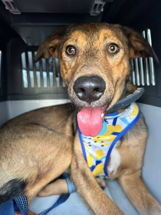 Cão jovem para adoção responsável