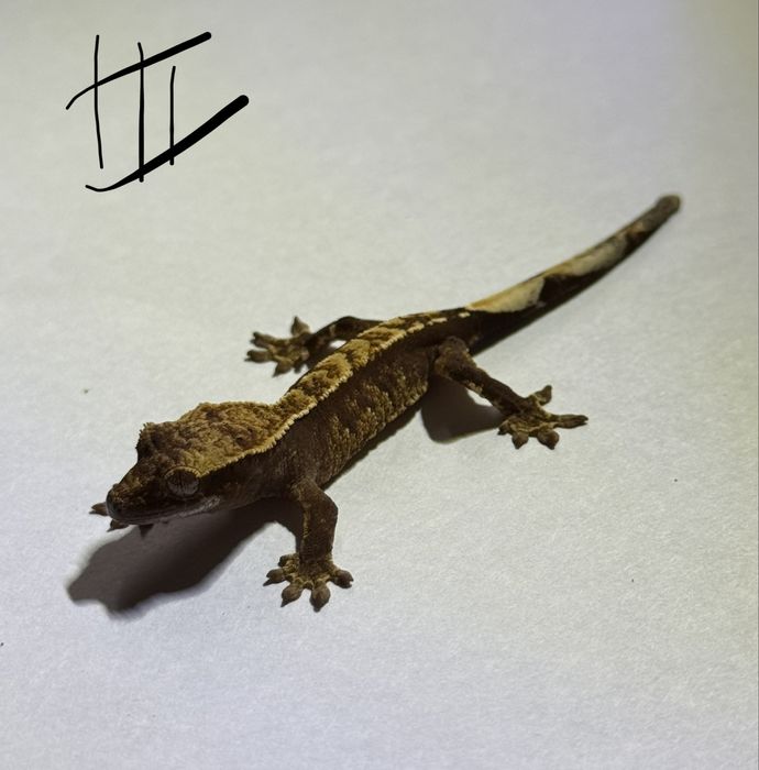 Gekon orzesiony NS /+ terrarium (extrene harlequin, dalmatian, flame)