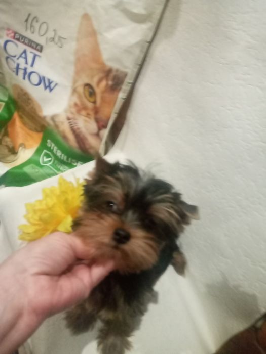 Очаровательная блондинка