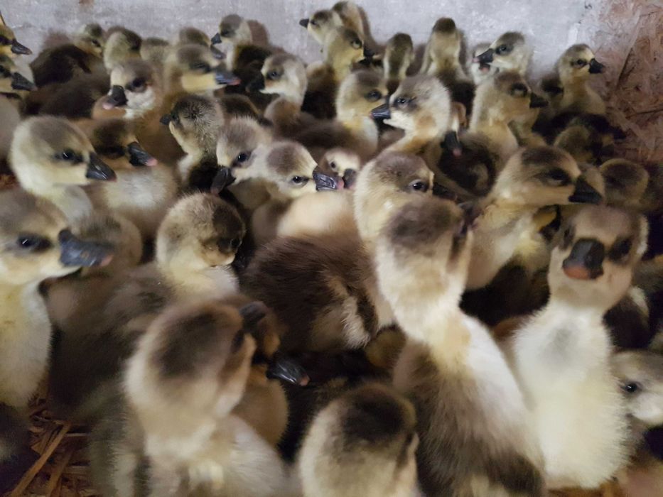 Gęsi pisklęta do odchowu landes, kubańska, kołudzka  dowóz możliwy