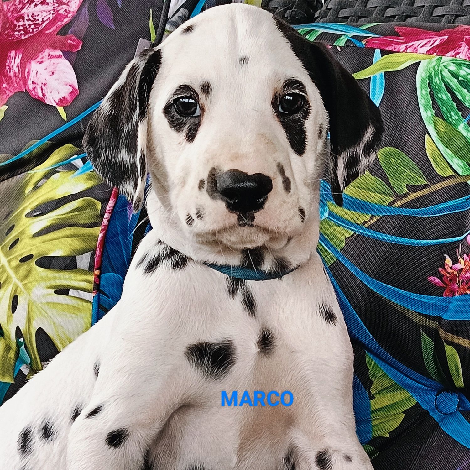Dalmatyńczyk piękny piesek MARKO