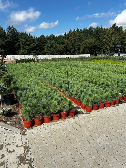 Iglaki szczepione Producent Pinus x schwerinii ‘Wiethorst’