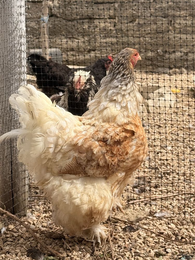 Galinha Brahma Red Pyle