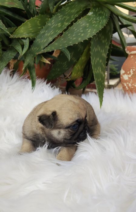 Pug Carlin com Lop