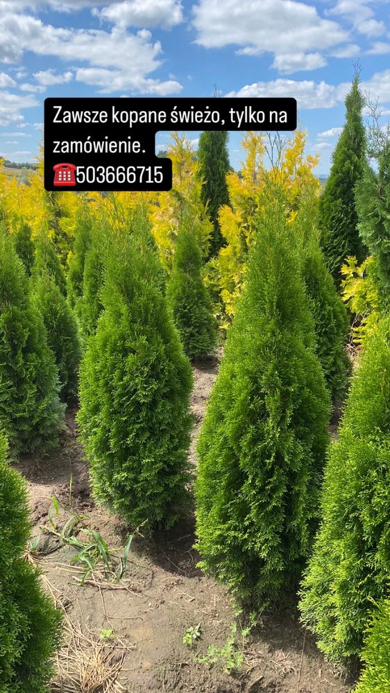 Tuje Szmaragd 140-150 DOSTAWA ‼️ SADZENIE ‼️ Producent