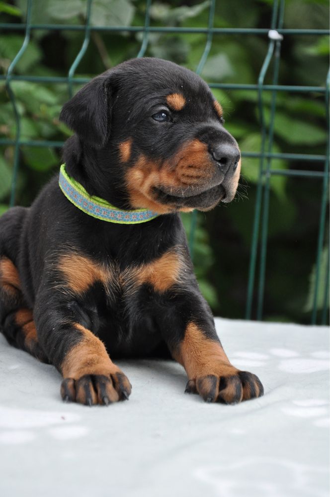 Doberman  КСУ FCI