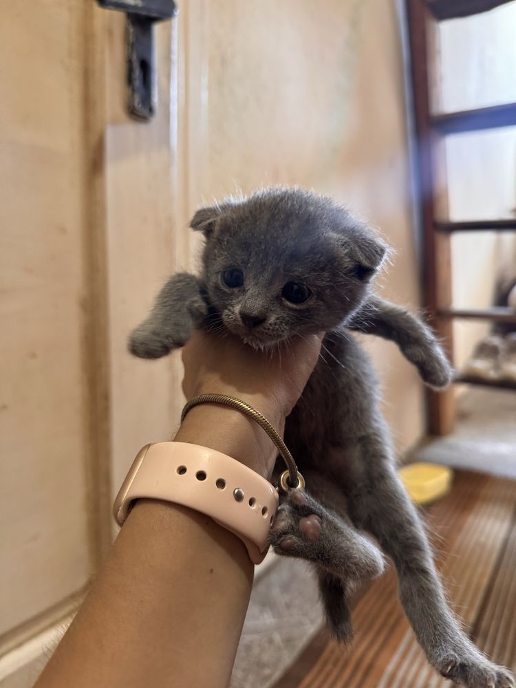 дуже красиве кошенятко