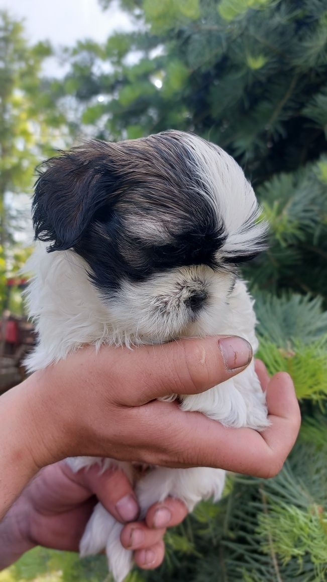 Shih-tzu piękna dziewczynka