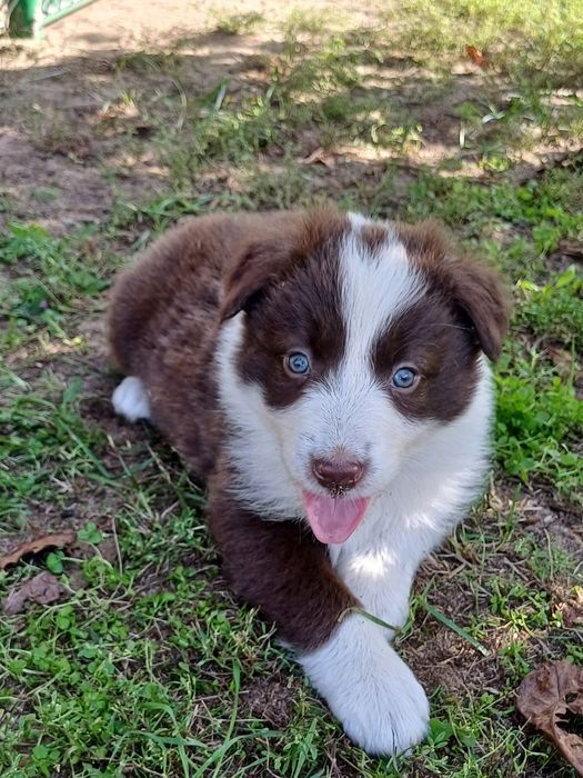 Border Collie piesek czekoladowo biały