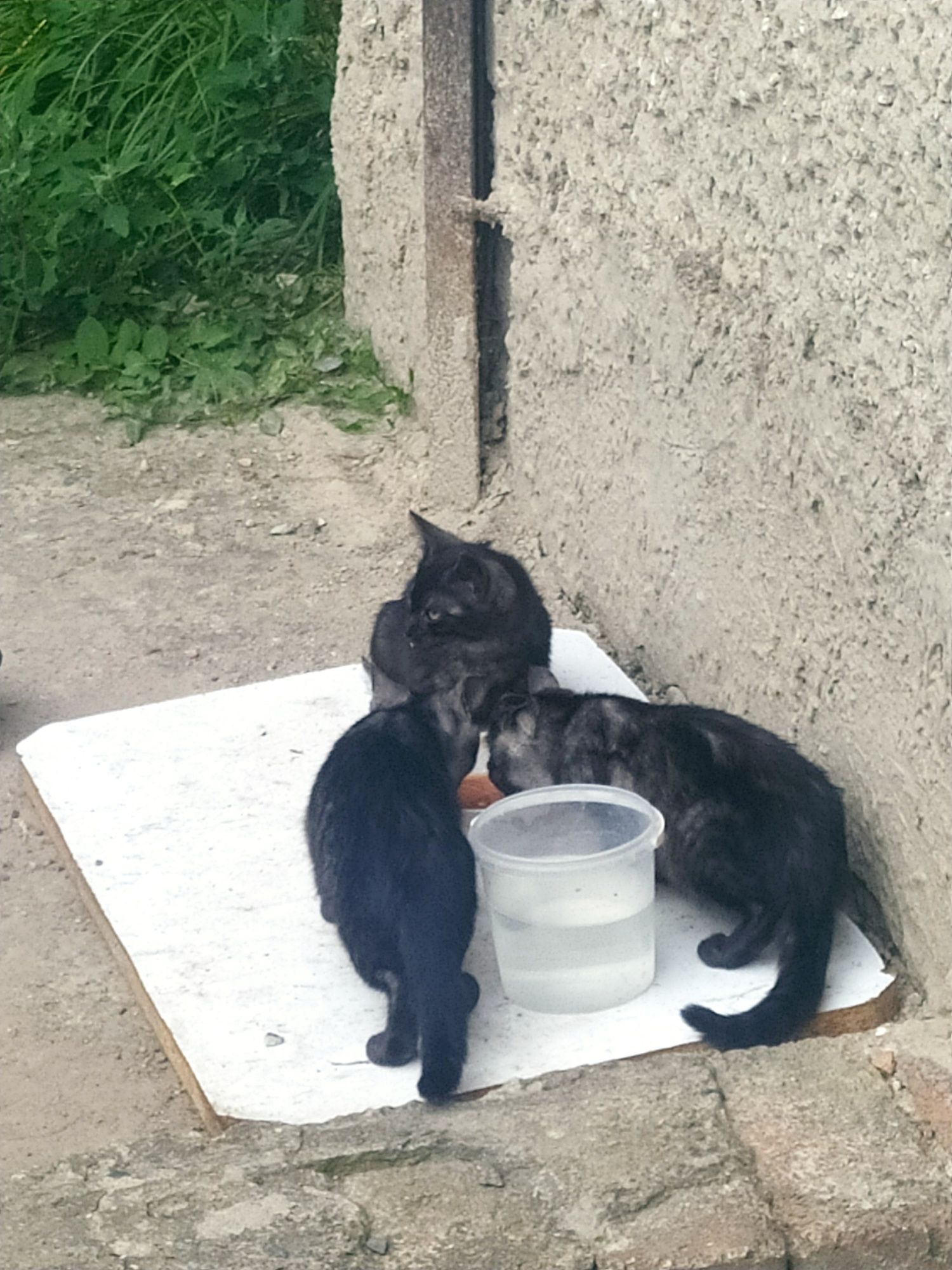 Віддам кошенят в добрі руки